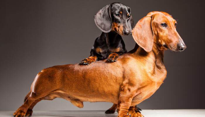 10 datos sobre los dachshund o “perro salchicha” - Mapek