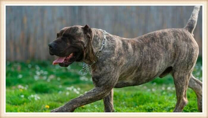 perro presa canario caminando al aire libre