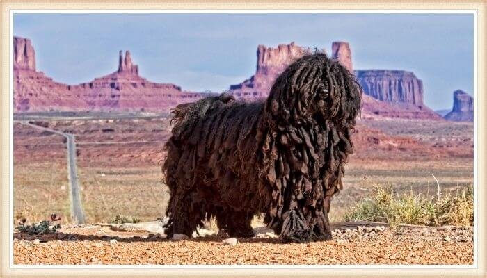 perro puli de color negro