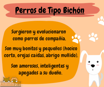 imagen diseño con rasgos de los perros bichones