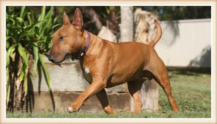 bull terrier rojo caminando al aire libre