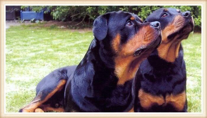 dos rottweilers echados con la mirada atenta