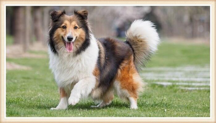 perro sheltie de expresión alegre parado sobre la hierba