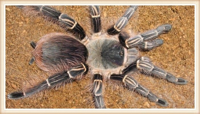 tarántula rosa y negra con las patas extendidas