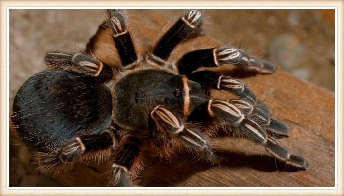 tarántula de color negro con patas rayadas