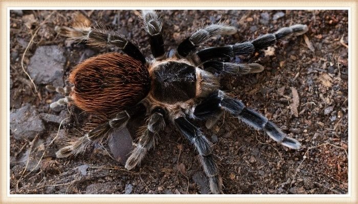 tarántula con pelos rojos en la parte trasera