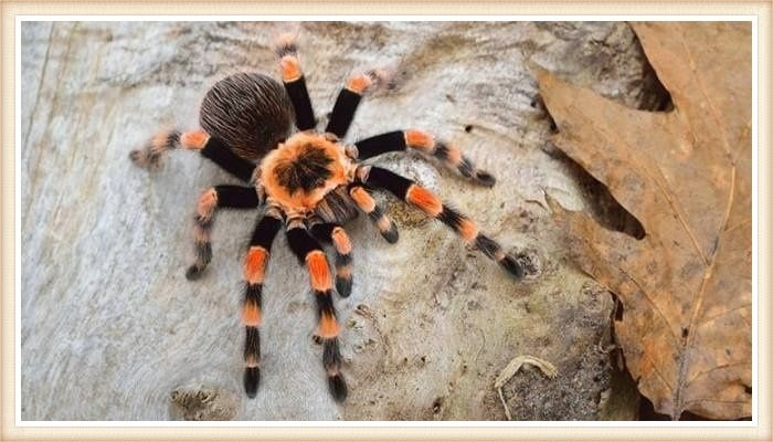 hermosa tarántula de anillos rojos caminando sobre el terreno