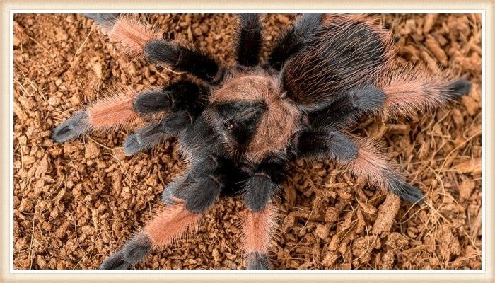 tarántula peluda caminando sobre la tierra