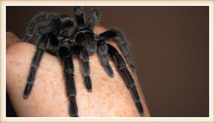 tarántula negra de patas largas posada sobre la mano de su dueño