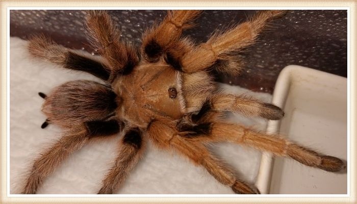 tarántula de color dorado con pelos largos