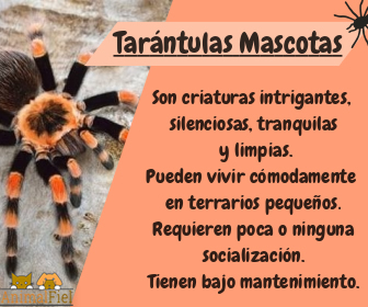 imagen diseño sobre las características de una tarántula doméstica