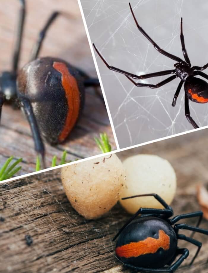 araña de espalda roja sobre madera