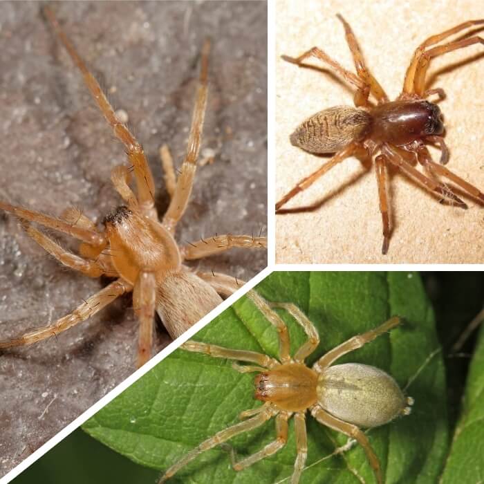 araña de saco caminado sobre una planta