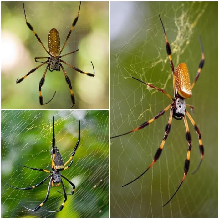 araña de seda dorada construyendo su tela en la naturaleza