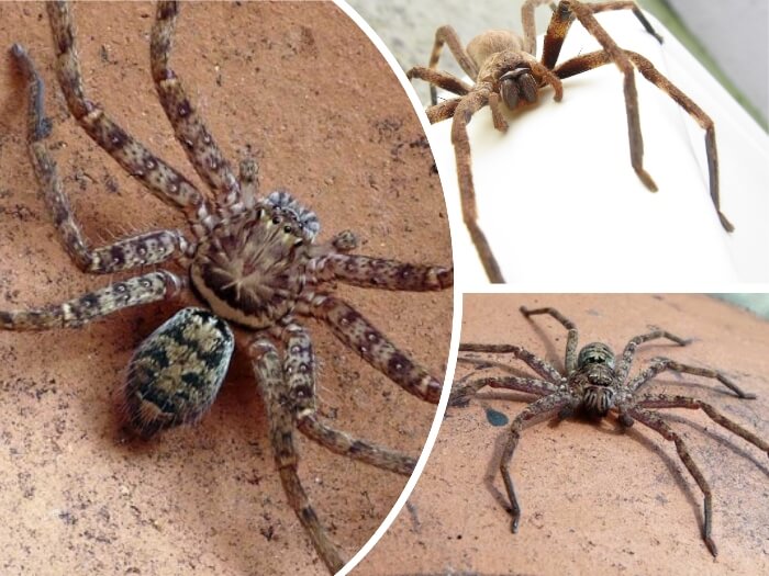 araña cangrejo con las patas largas extendidas