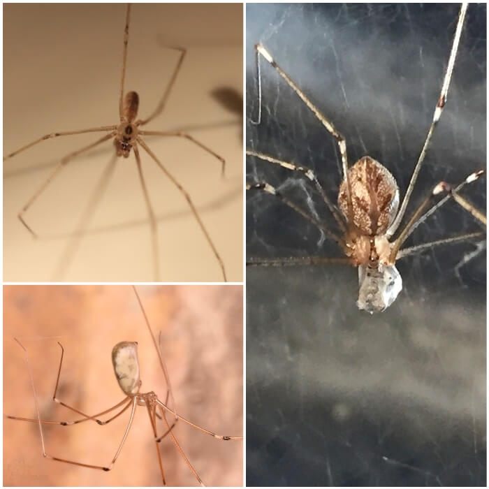 araña de patas largas posada en la pared