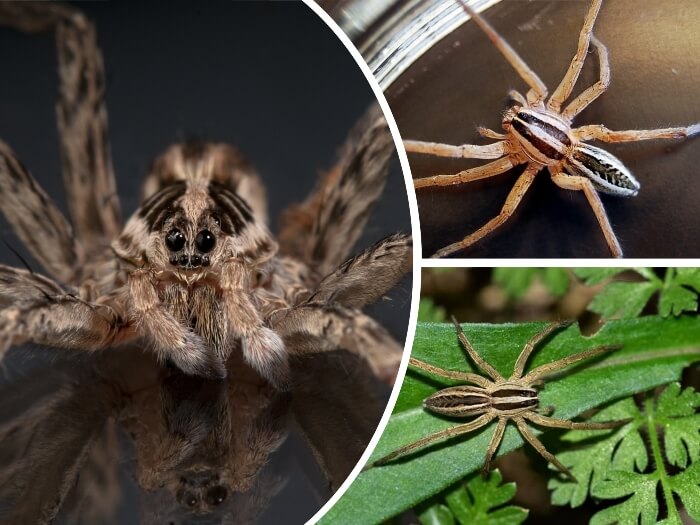 araña lobo sobre la vegetación verde