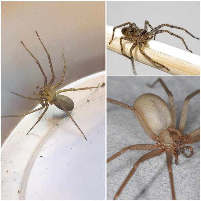 reclusa parda caminando sobre una vara de madera