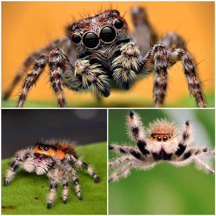 araña saltarina dando un salto en el aire