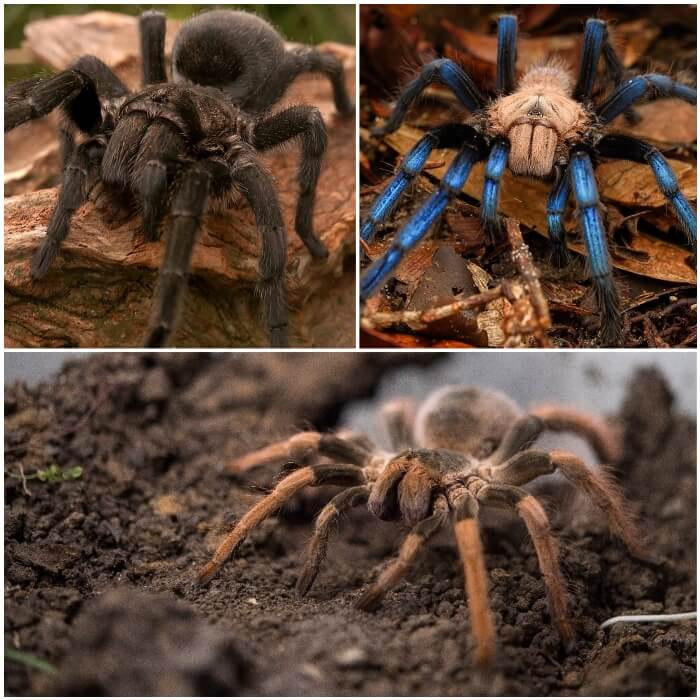 gran tarántula marrona caminando sobre la tierra 