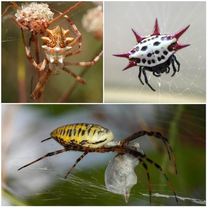 araña tejedora de cuerpo blanco y cuernos rojos