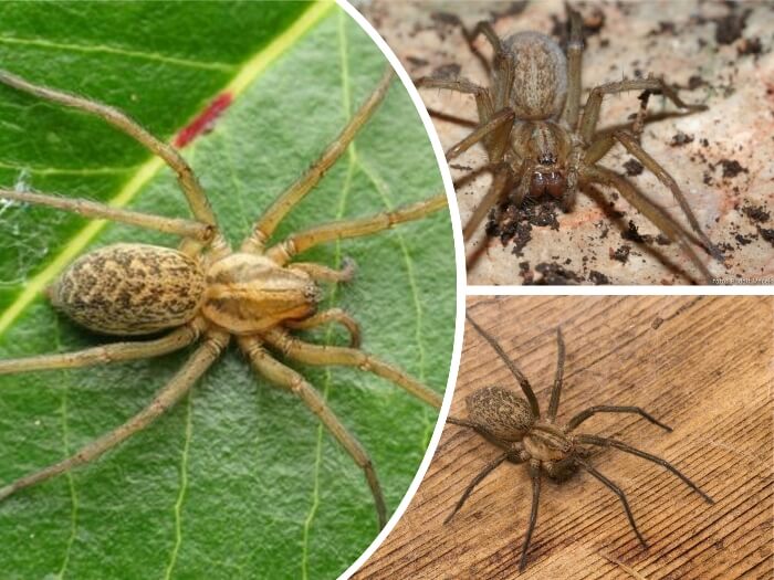 araña vagabunda sobre una hoja con sus patas extendidas