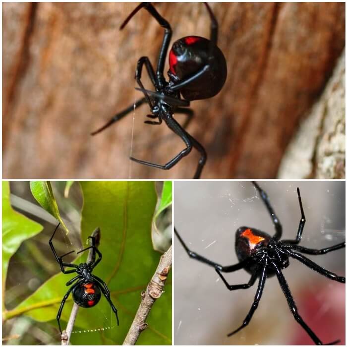 viuda negra colgando de su telaraña 