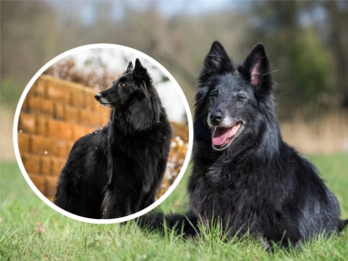 Pastor Alemão Preto X Pastor Belga Groenendael Vou escrever um pouco sobre  a diferença entre estes dois cães, na qual, existem muitos mitos, e  desconhecimento entre as variações. O que muitos leigos