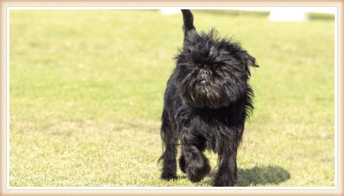 gracioso affenpinscher negro muy peludo