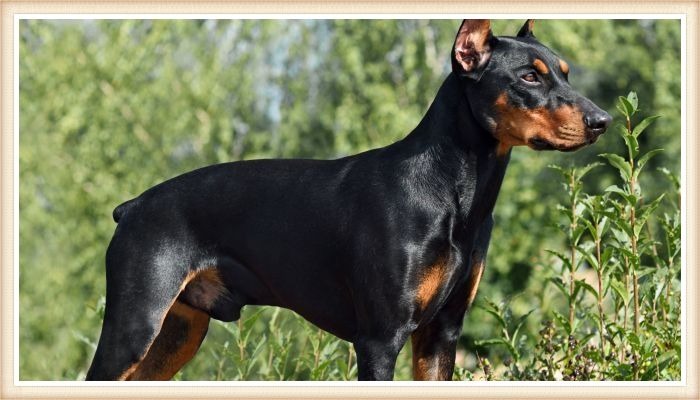 hermoso pinscher alemán erguido y atento