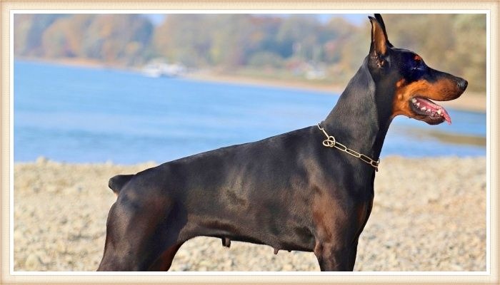 doberman con collar parado junto a un lago