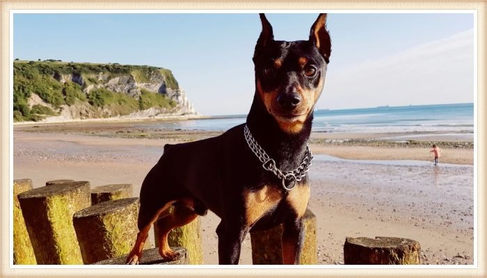 pinscher mini con collar parado sobre troncos de madera