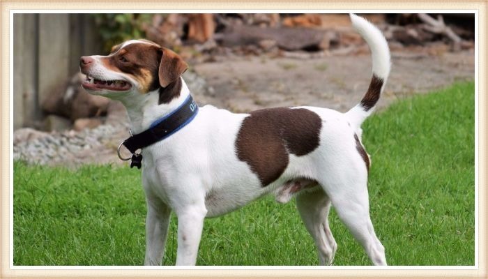 pinscher de granja sueco danés de color blanco con manchas chocolate