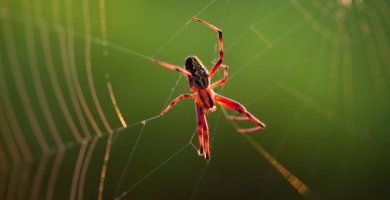 araña rojiza caminando por su tela