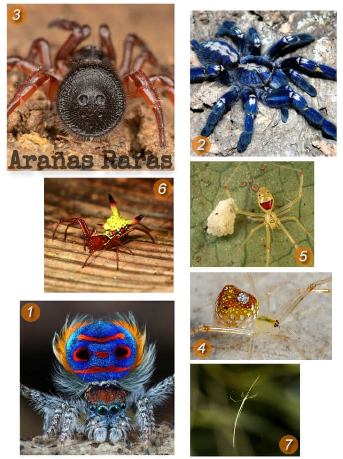 imagen collage de especies de arañas raras