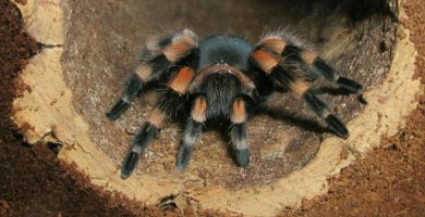 tarántula negra y naranja saliendo de su túnel en la tierra