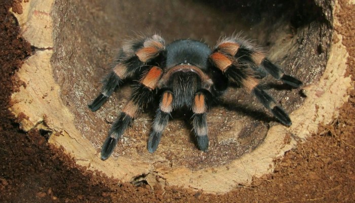 tarántula negra y naranja saliendo de su túnel en la tierra