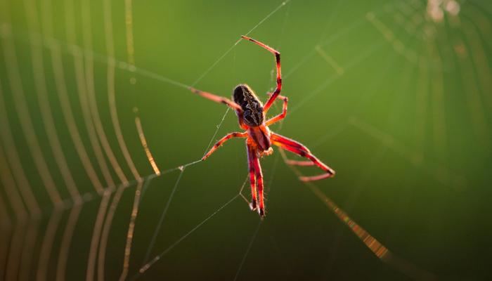 araña rojiza caminando por su tela