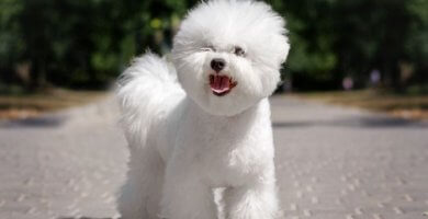 hermoso bichón blanco paseando