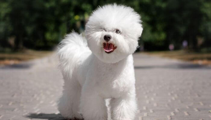 hermoso bichón blanco paseando