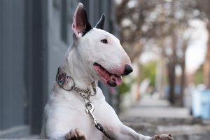 bull terrier blanco atado con colla y correa