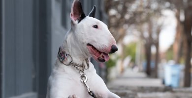 bull terrier blanco atado con colla y correa