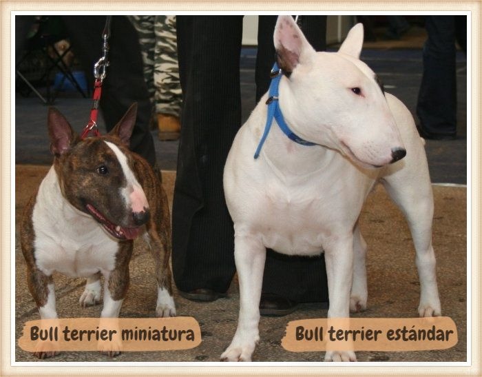 bull terrier estándar blanco junto a un bull terrier mini atigrado-blanco