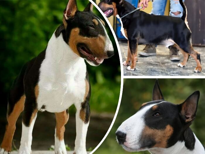 bull terrier de abrigo tricolor parado con elegancia