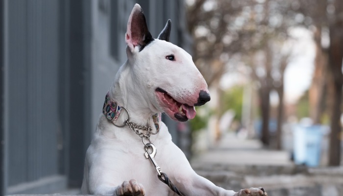 bull terrier blanco atado con colla y correa