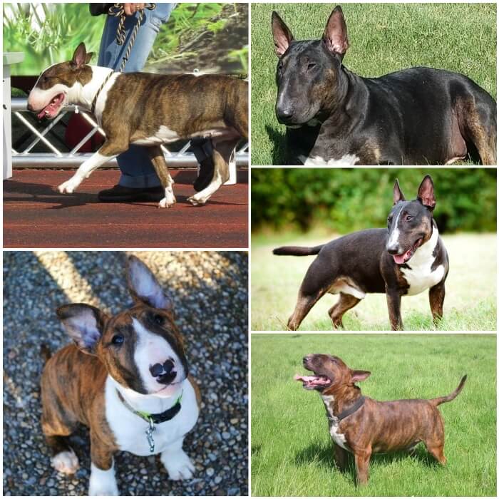 diferentes perros bull terrier con abrigo atigrado