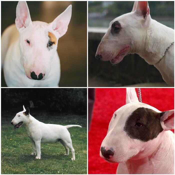 perros bull terrier blancos con manchas de color en la cabeza