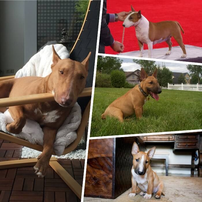 imagen collage con variaciones del bull terrier rojo