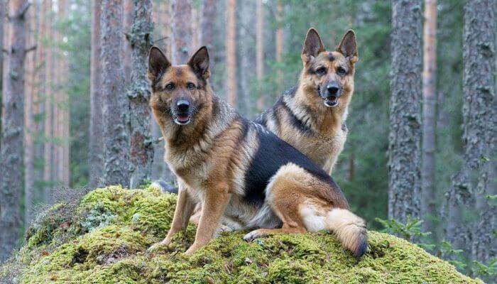 dos pastores alemanes sentados sobre una elevación en el bosque