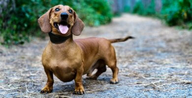 perro salchicha feliz parado en medio de un sendero